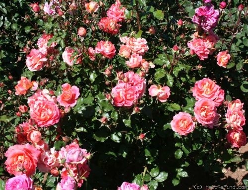 'Glitzy Glam' rose photo