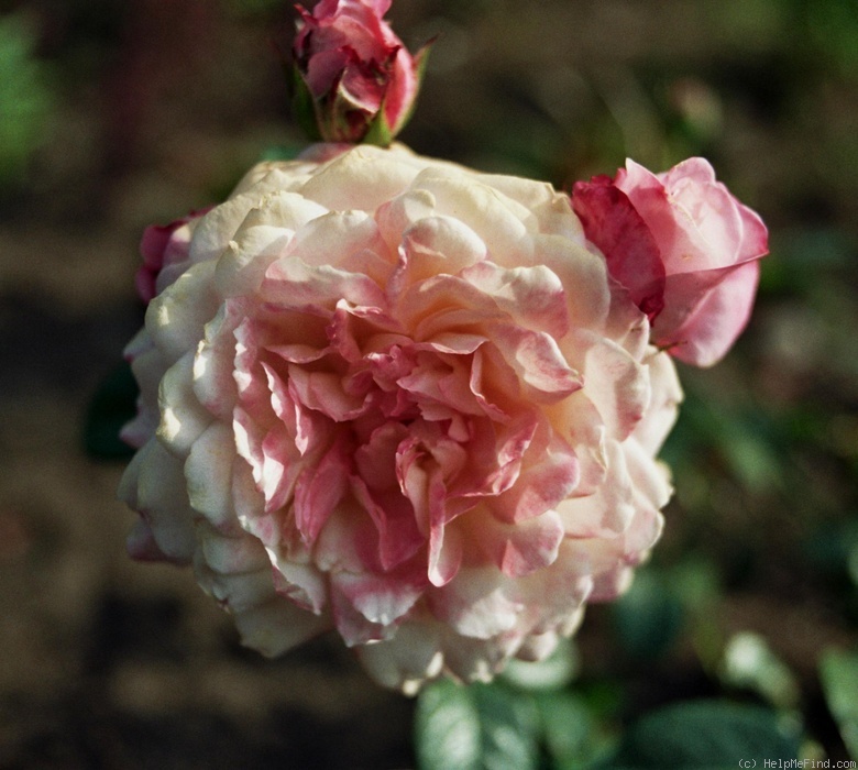 'Apricot Morning' rose photo