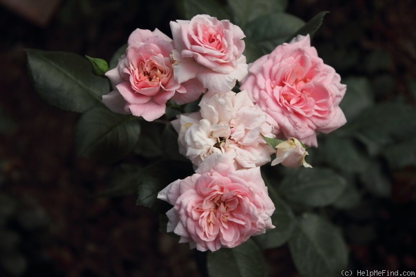 'Altaïr ®' rose photo