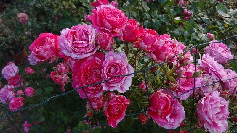 'Ines Sastre ®' rose photo