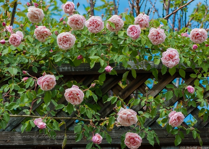 'Elie Beauvilain (Tea Noisette, Beauvilain, 1887)' rose photo