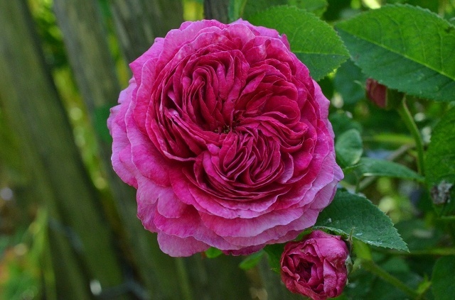 'Louis Philippe (gallica)' rose, click to enlarge 'Louis Philippe (gallica)' rose photo