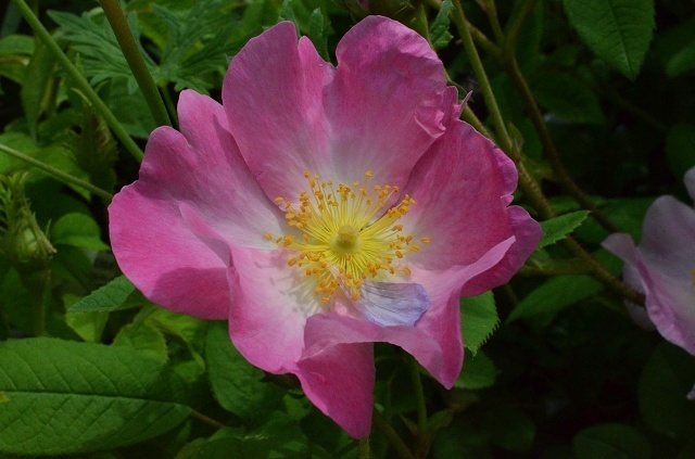 'R. gallica pumila' rose photo