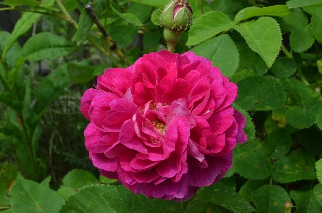 'Zoé (gallica, Miellez, pre-1826)' rose photo