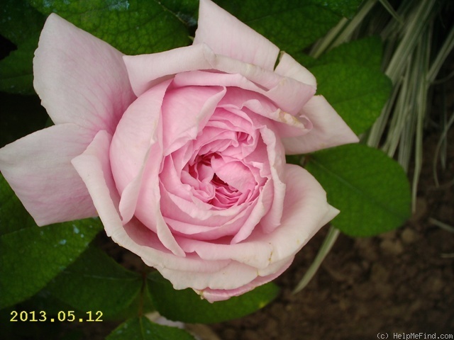'Spencer' rose photo
