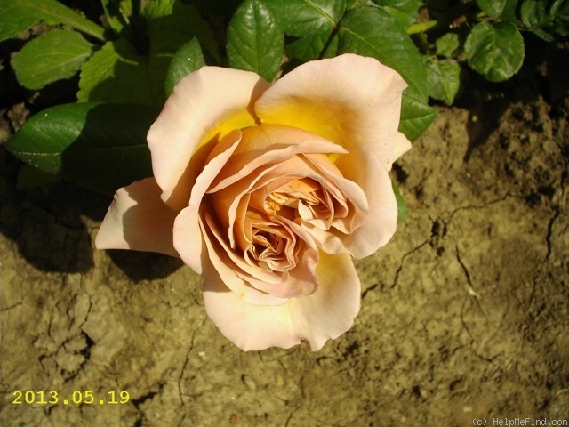 'Caffe Latte' rose photo