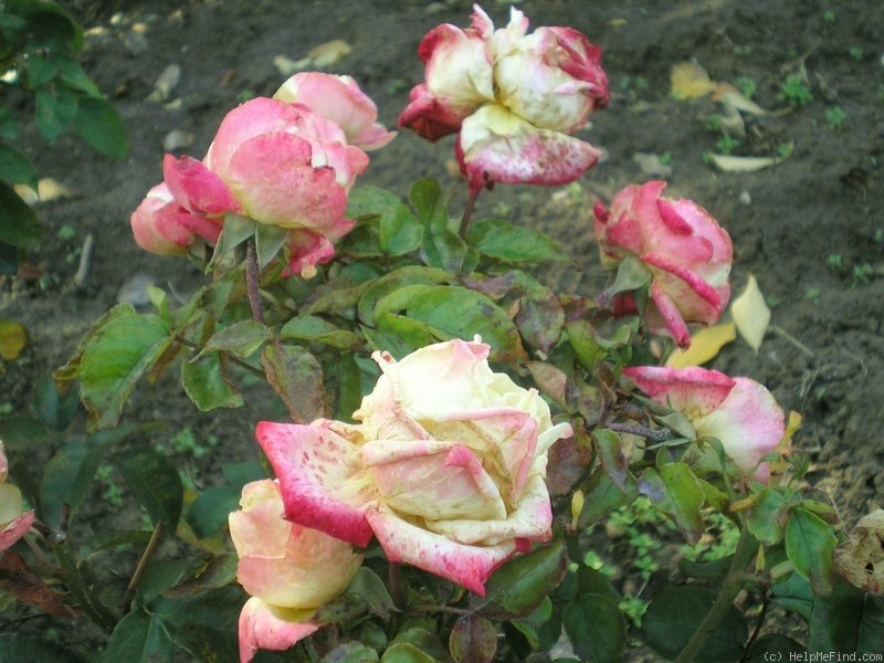 'Rose Aimée' rose photo