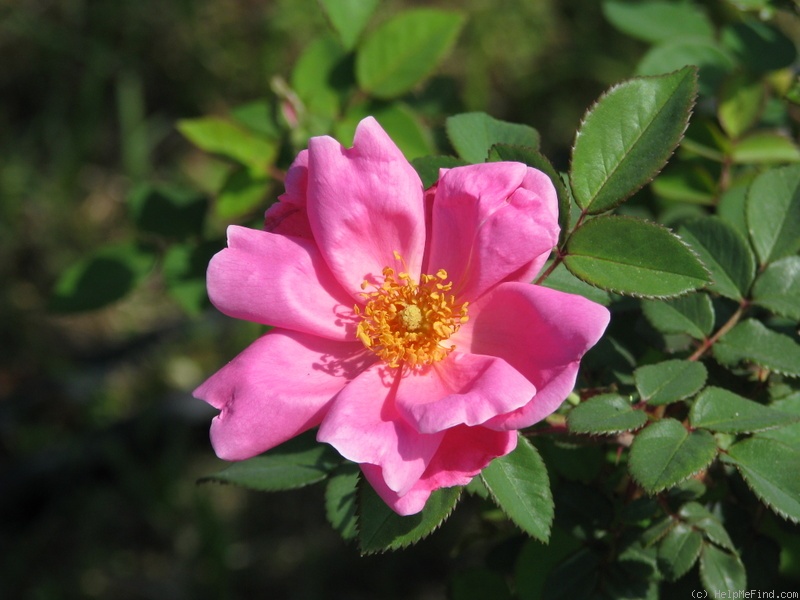 '08Ann1' rose photo