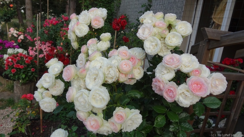 'Pierre de Ronsard ®' rose photo