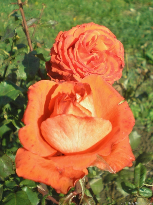 'Angelique ® (hybrid tea, Kordes, 1980)' rose photo