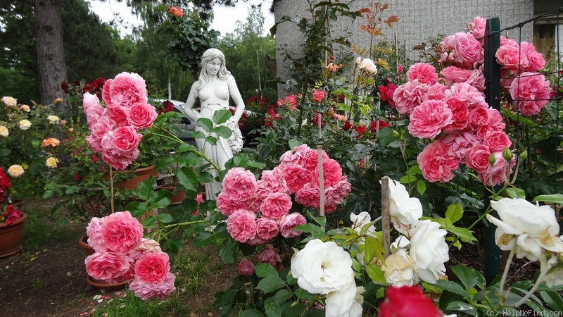 'Rosarium Uetersen' rose photo