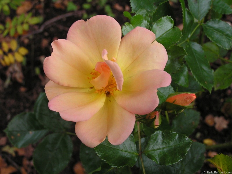 'Apricot Queen (shrub, Interplant, 1999)' rose photo