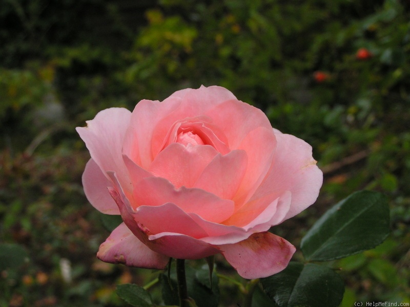 'Schloss Eutin ® Fairy Tale' rose photo