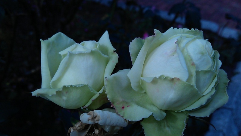 'Delightful (hybrid tea, Brownell, 1956)' rose photo