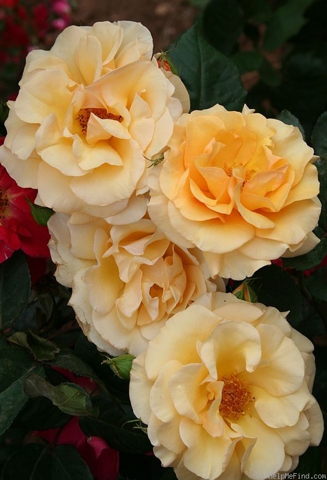 'Golden Pleasure' rose photo