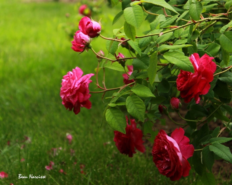 'Beau Narcisse' rose photo