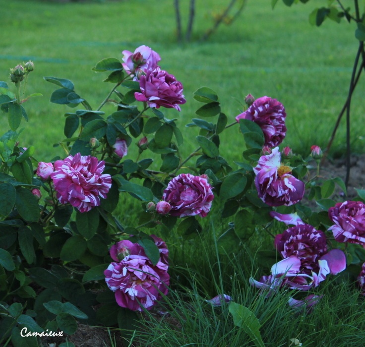 'Camaïeux (Hybrid Gallica, Gendron, 1826)' rose photo