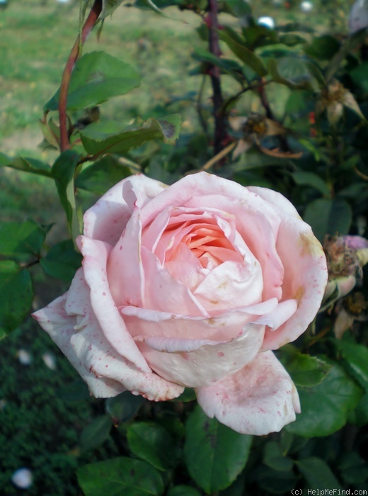 'Schöne Berlinerin' rose photo