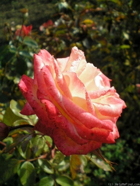 'Óbuda' rose photo
