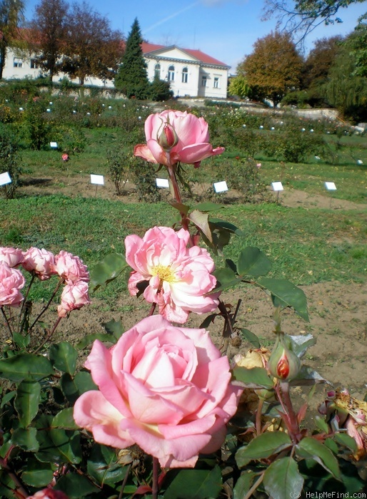 'Europa (hybrid tea, Keessen, 1927)' rose photo