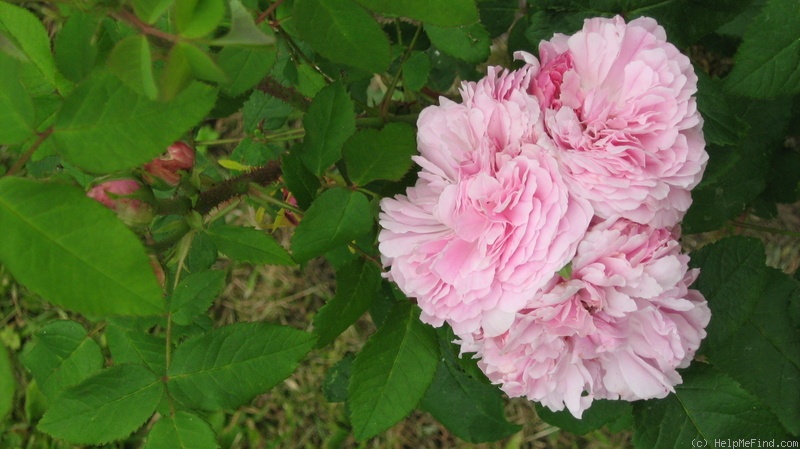 'Jacques Cartier' rose photo