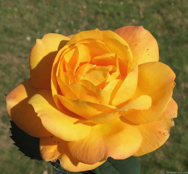 'Good as Gold (hybrid tea, Carruth 2013)' rose photo