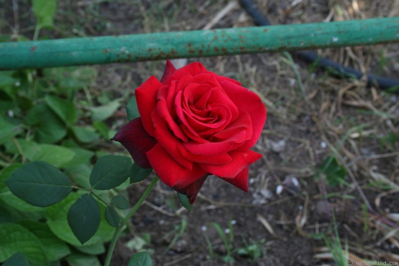 'Большая любовь' rose photo