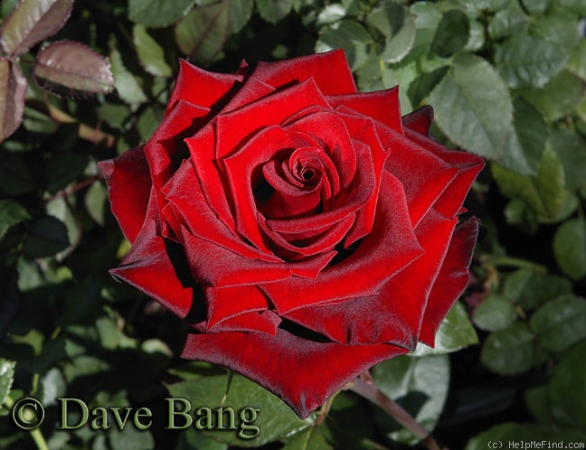 'Black Magic ® (hybrid tea, Evers/Tantau, 1995)' rose photo