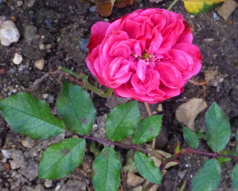 'Blickfang' rose photo