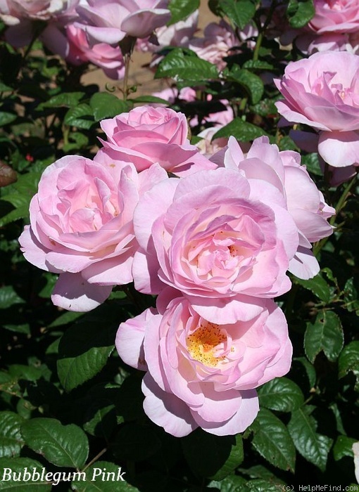 'Bubblegum Pink' rose photo