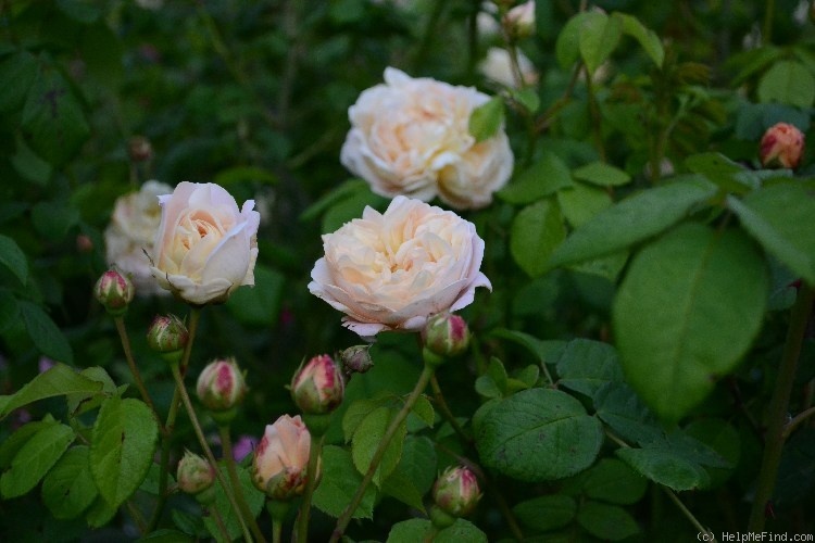 'Gesualdo da Venosa ®' rose photo