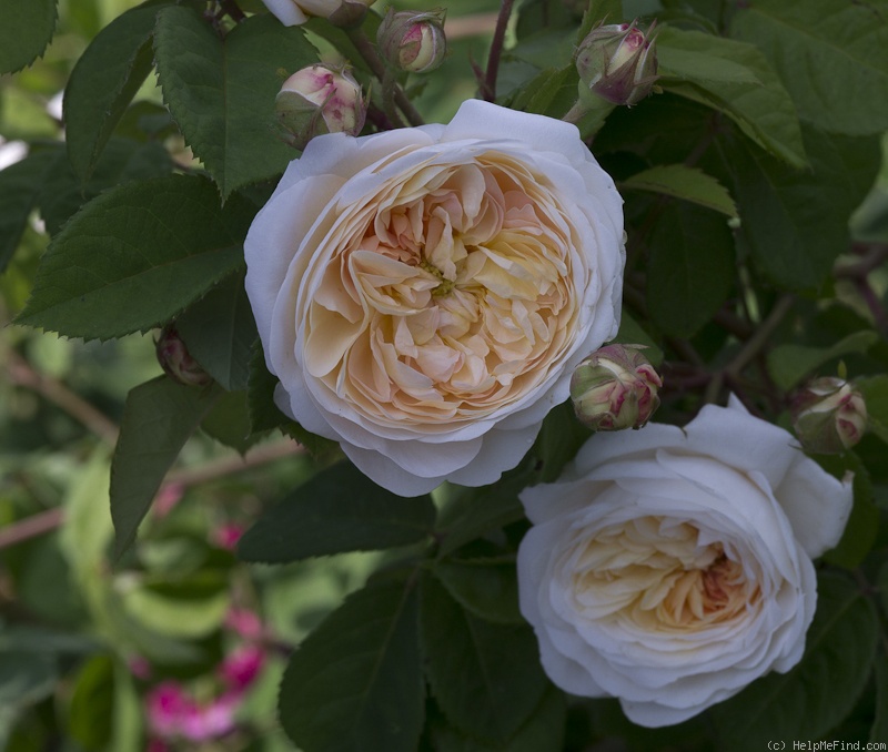 'Gesualdo da Venosa ®' rose photo
