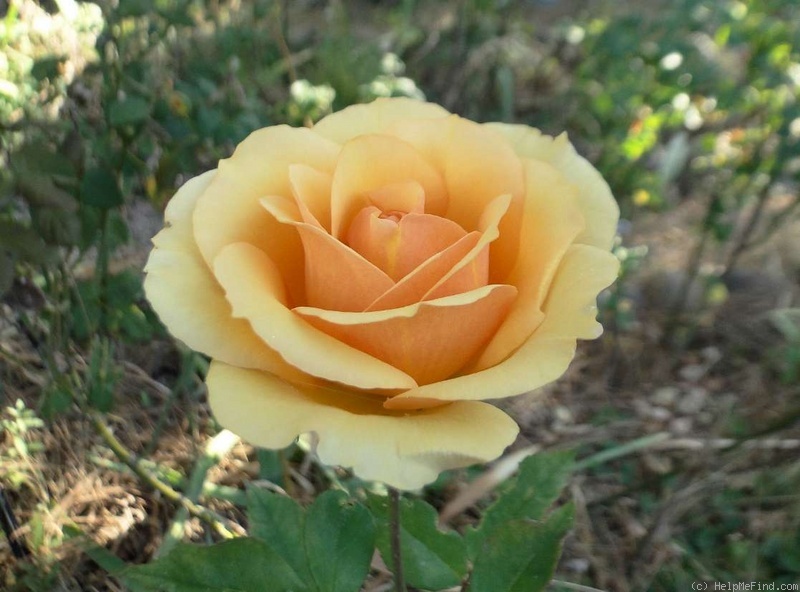 'Anne Harkness (floribunda, Harkness, 1979)' rose photo