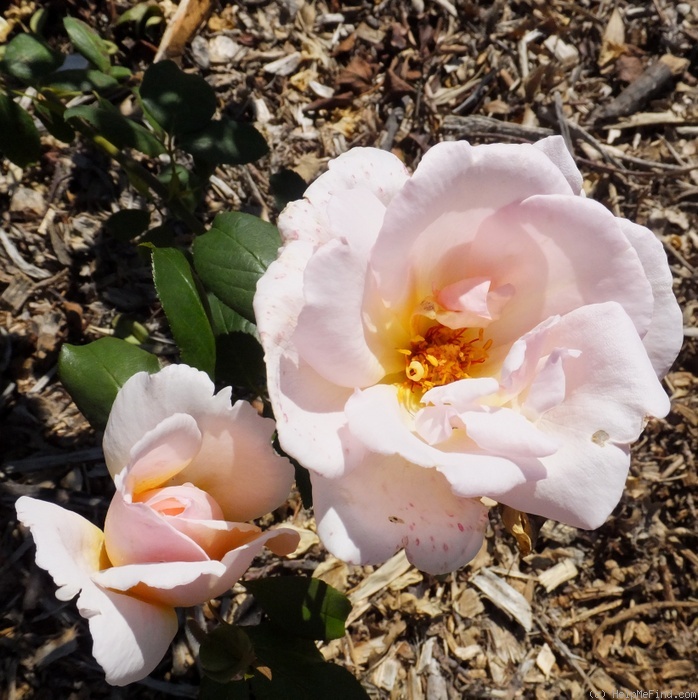 'Caroline Hairston' rose photo