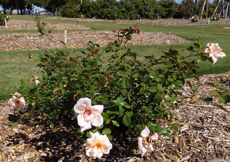 'Serendipity (shrub, Buck 1978)' rose photo