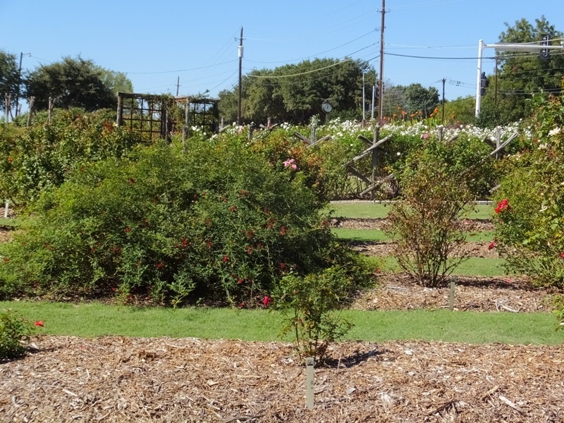 'National EarthKind Trial Rose Garden and Display Gardens'  photo