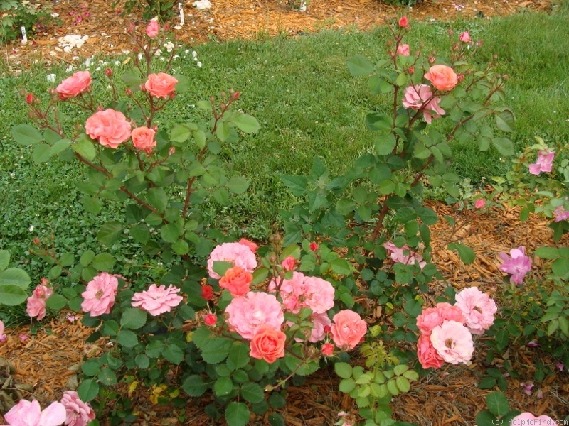 'B3604' rose photo