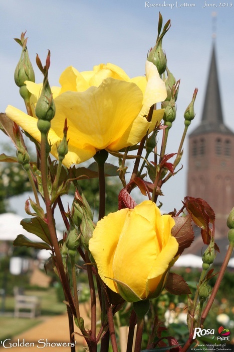 'Golden Showers' rose photo