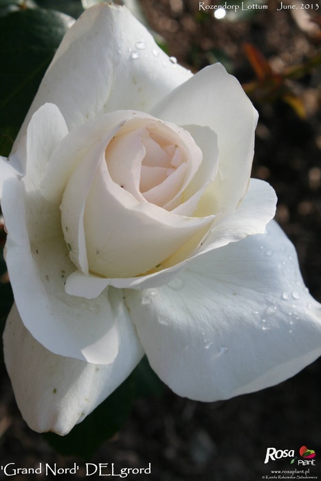 'Grand Nord ®' rose photo