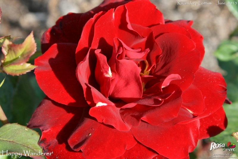 'Happy Wanderer ®' rose, click to enlarge 'Happy Wanderer ®' rose photo