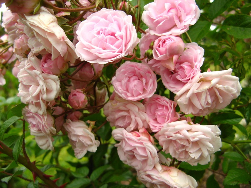 'Exquisite (hybrid multiflora, Praskac, 1926)' rose photo
