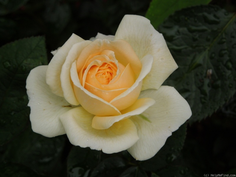 'Manuel Canovas ®' rose photo