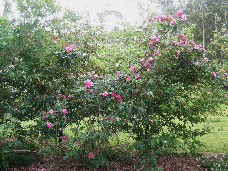 'Cicely O'Rorke' rose photo