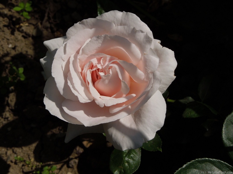 'Constanze Mozart' rose photo