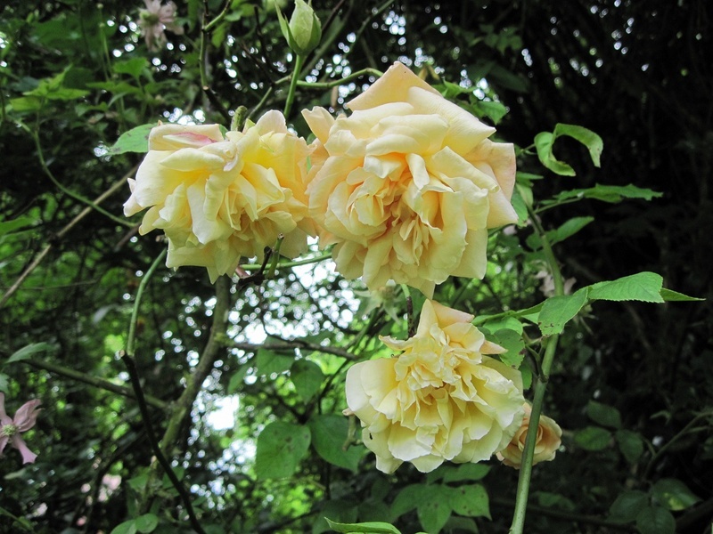 'Easlea's Golden Rambler' rose photo