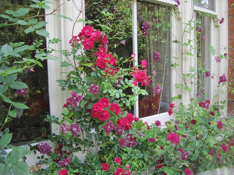 'Crimson Showers' rose photo