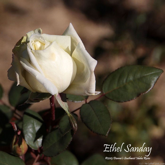 'Ethel Sanday' rose photo