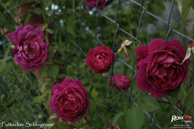 'Futtaker Schlingrose' rose photo