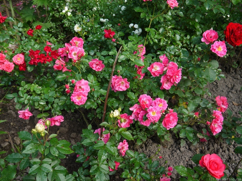 'Bad Wörishofen 2005' rose photo