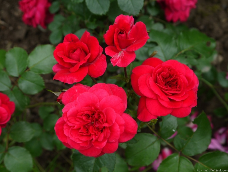 'Sonia Meilove' rose photo